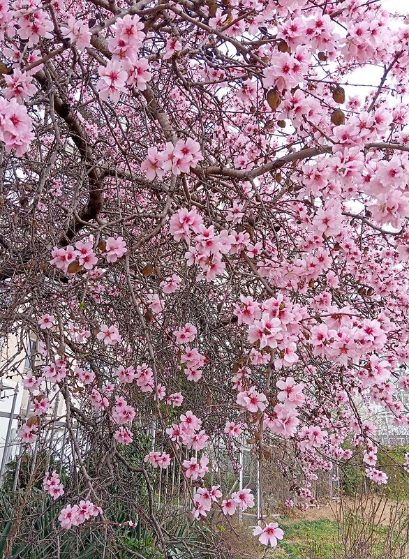 Нежные цветы миндаля - Эля Юрасова