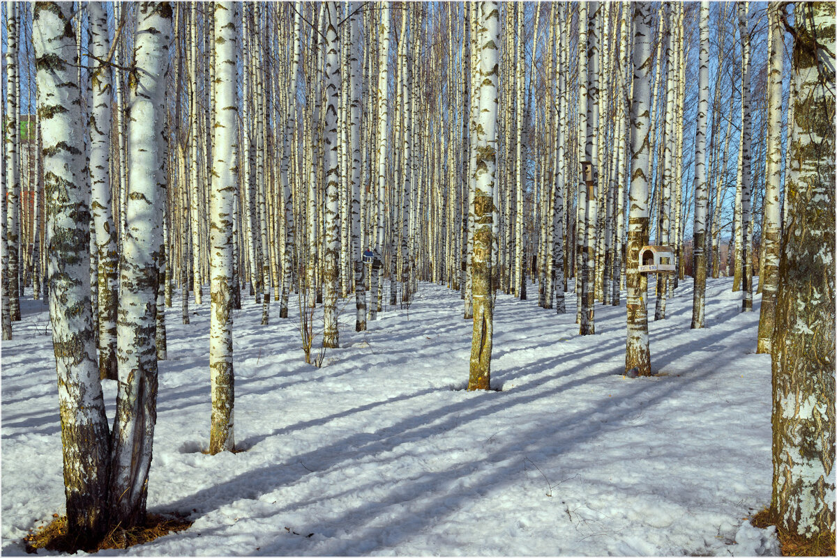 Март в берёзовой роще - Валентин Котляров Март в берёзовой роще - Валентин Котляров