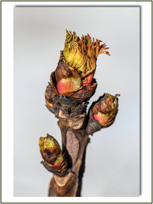 *** - Анатолий. Chesnavik.