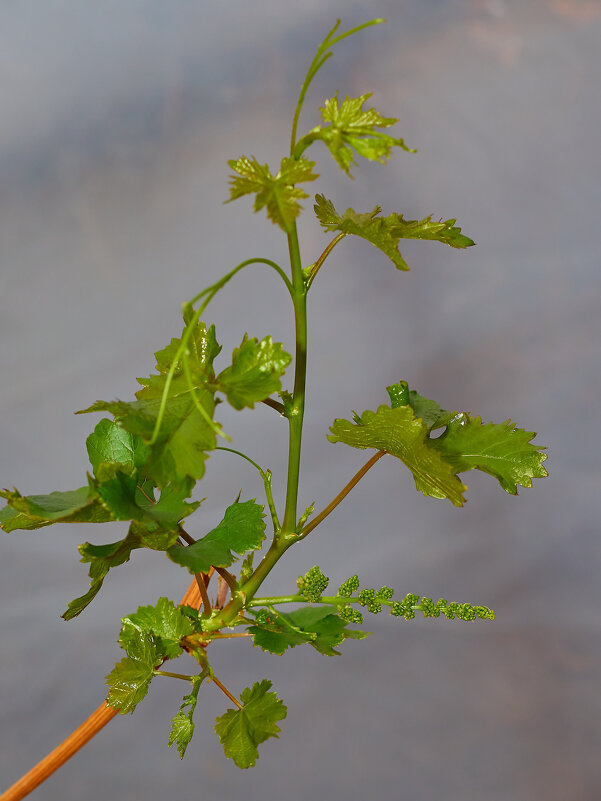 Виноград.... - Александр Посошенко Виноград.... - Александр Посошенко