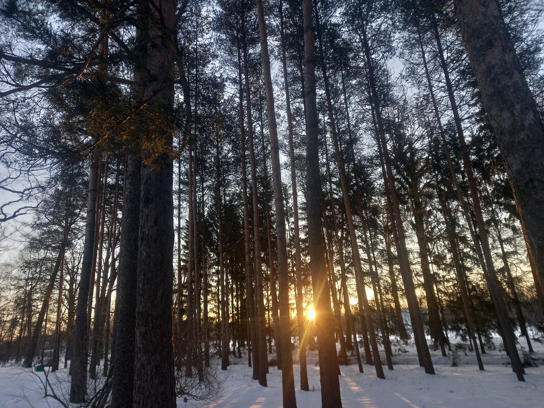 Рассвет - Сапсан 