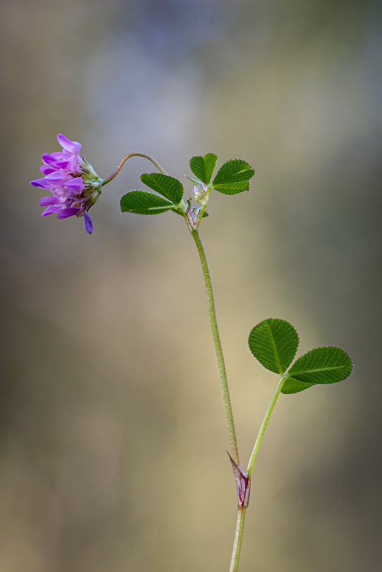 Клевер - Александр Григорьев Клевер - Александр Григорьев