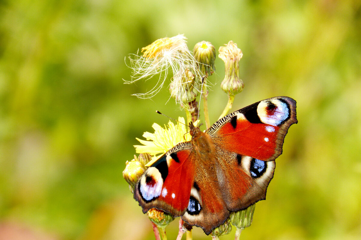 опять про бабочек 474 - Александр Прокудин опять про бабочек 474 - Александр Прокудин