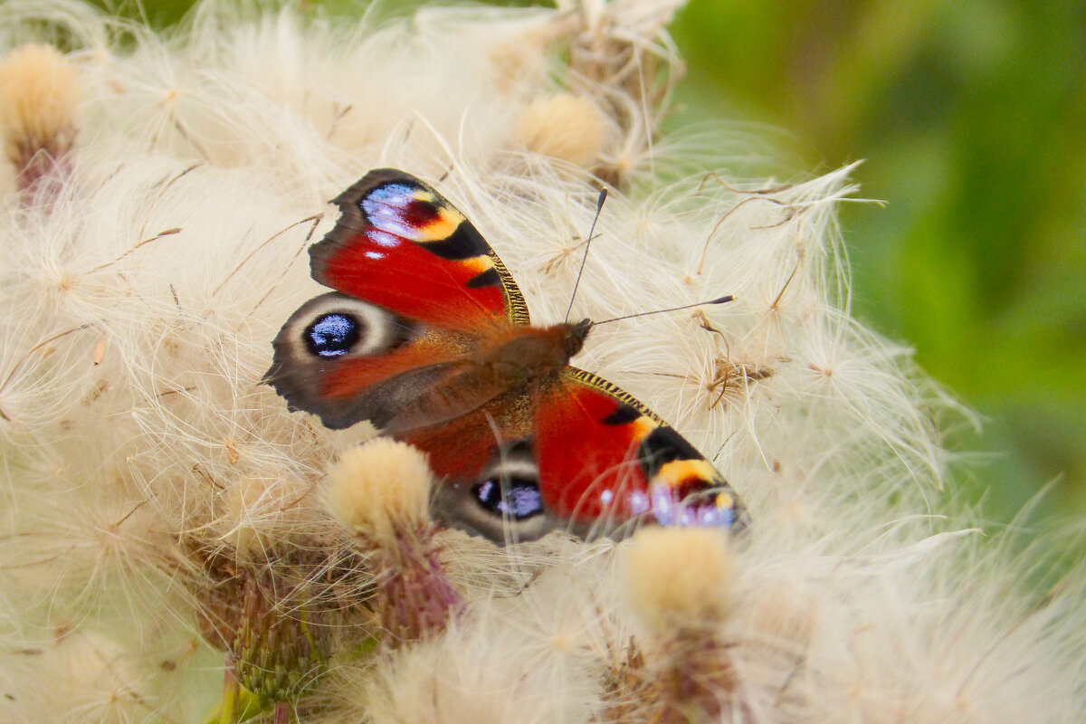 опять про бабочек 477 - Александр Прокудин опять про бабочек 477 - Александр Прокудин