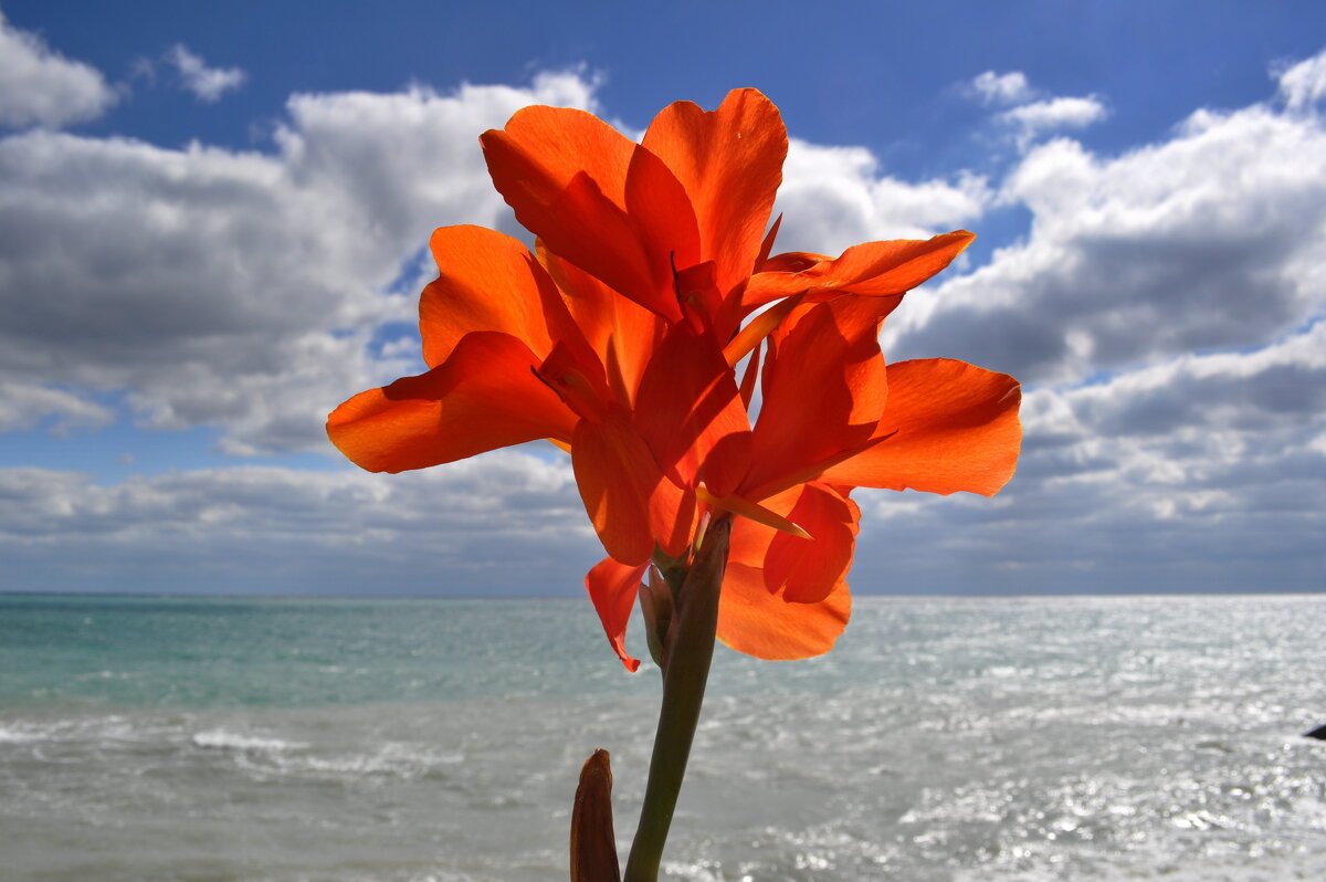 Канны на набережной Гурзуфа - Татьяна Машошина