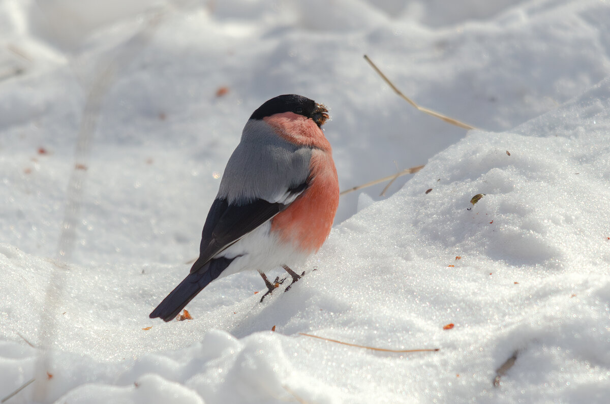 Снегирь. - Виктор Иванович Чернюк Снегирь. - Виктор Иванович Чернюк