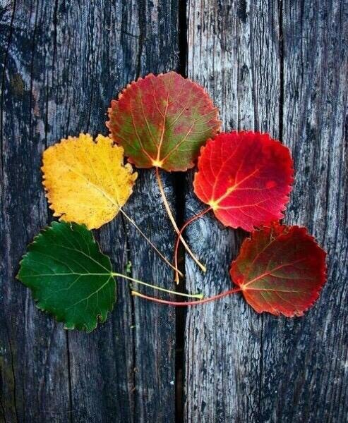 Осенние листья - Надежда 