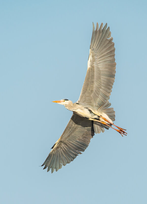 Серая цапля парит - Дарья Меркулова Серая цапля парит - Дарья Меркулова