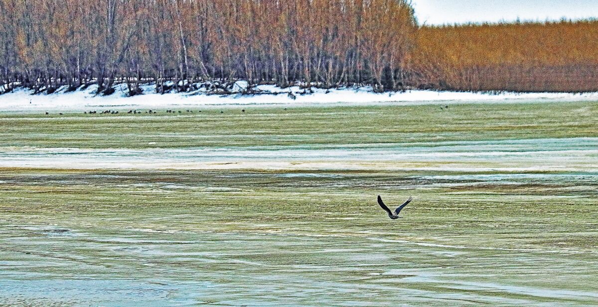 Апрель.Чайка прилетела на Юганскую Обь. - Владимир 