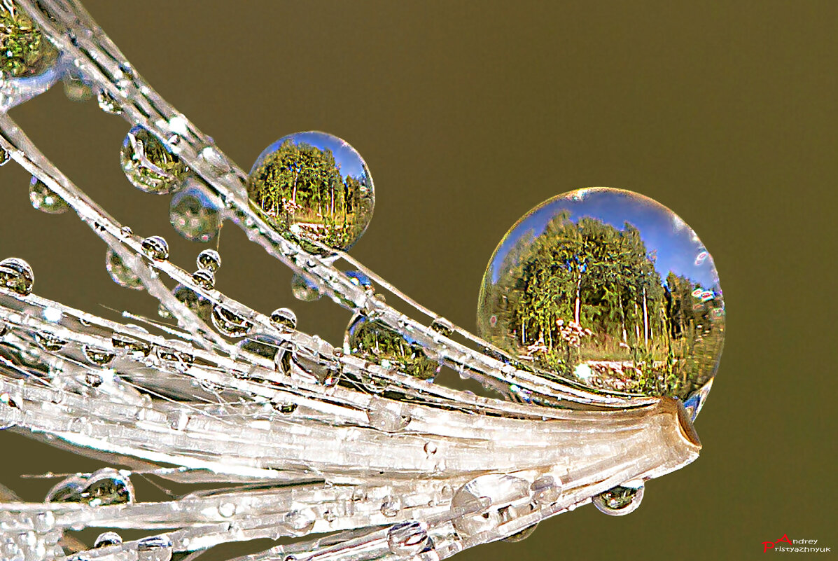 Капельки - Андрей Пристяжнюк