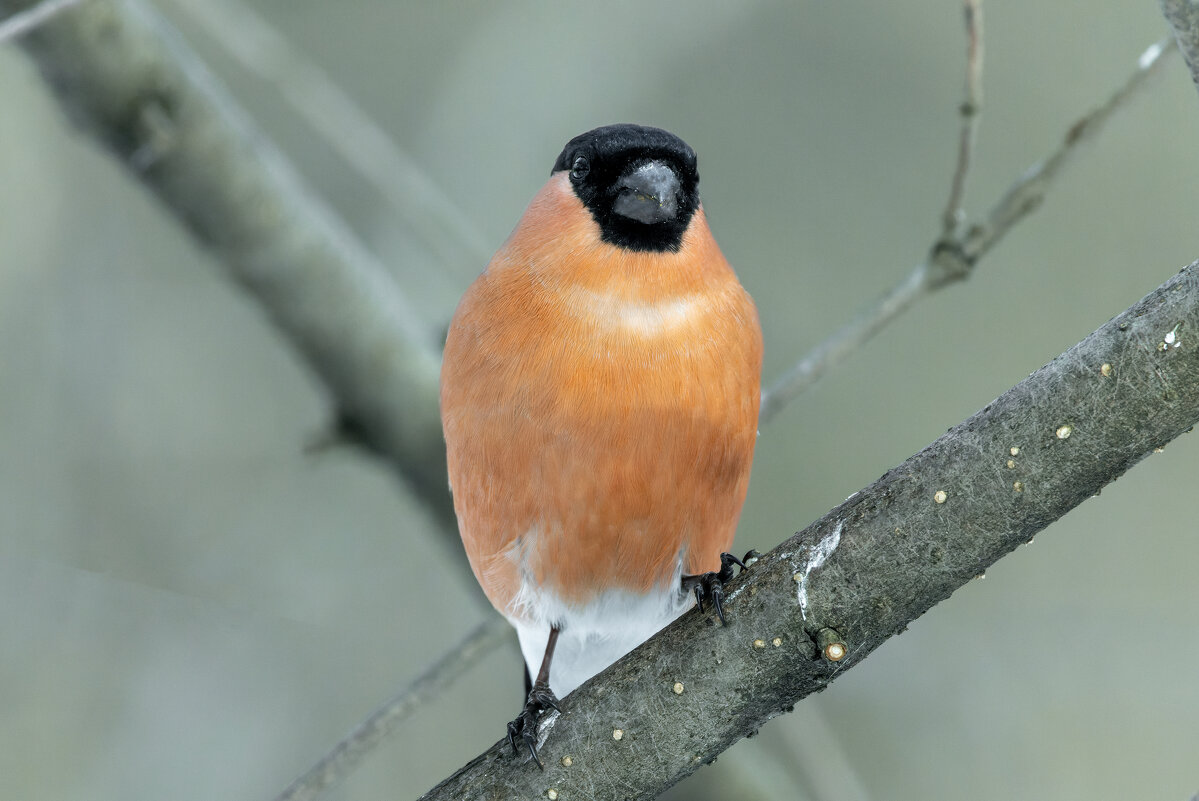 снегирь самец - юрий макаров снегирь самец - юрий макаров