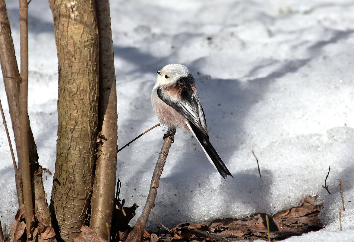 ополовник - Алексей .