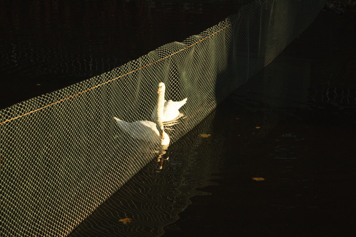 За сеткой - Владимир Зырянов За сеткой - Владимир Зырянов