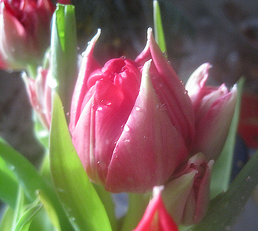 Тюльпан - Елена Семигина