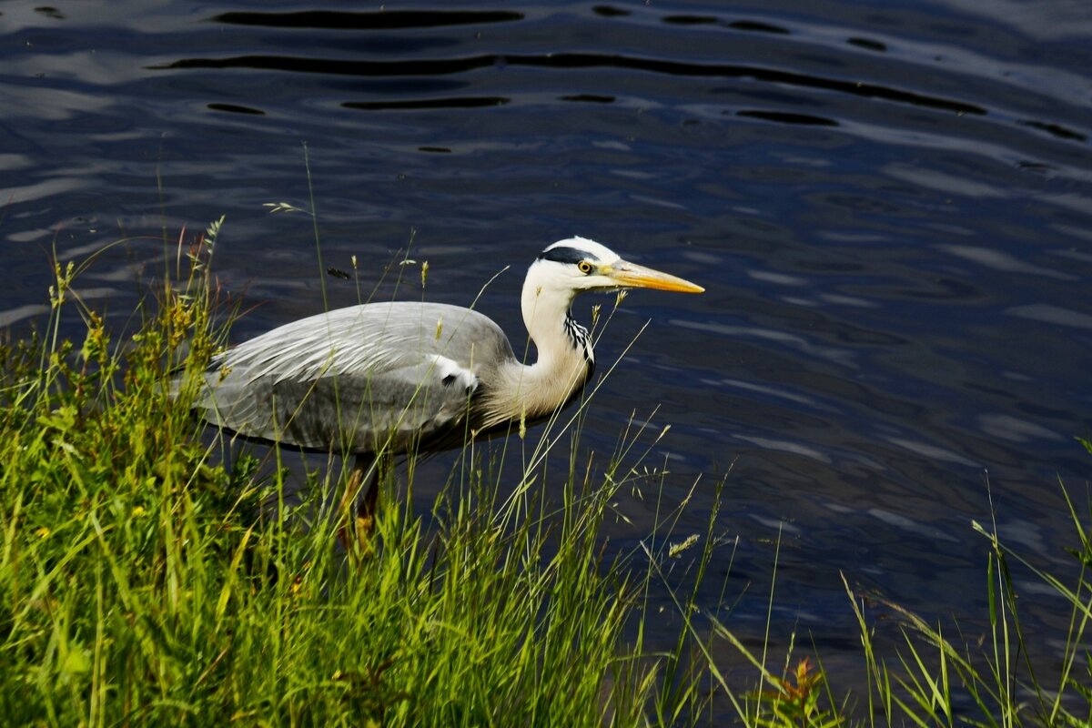 Притаилась - Юрий. Шмаков Притаилась - Юрий. Шмаков