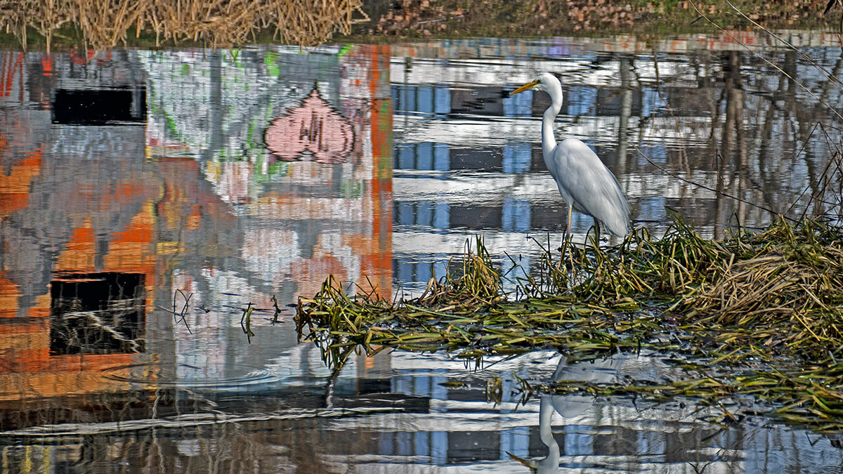 Городская жизнь - Alexandеr P