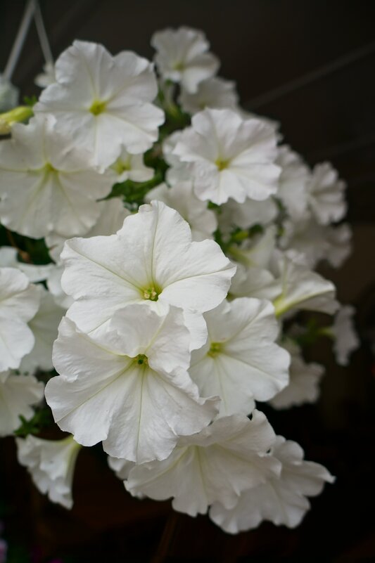 * * * - Алёна Савина * * * - Алёна Савина