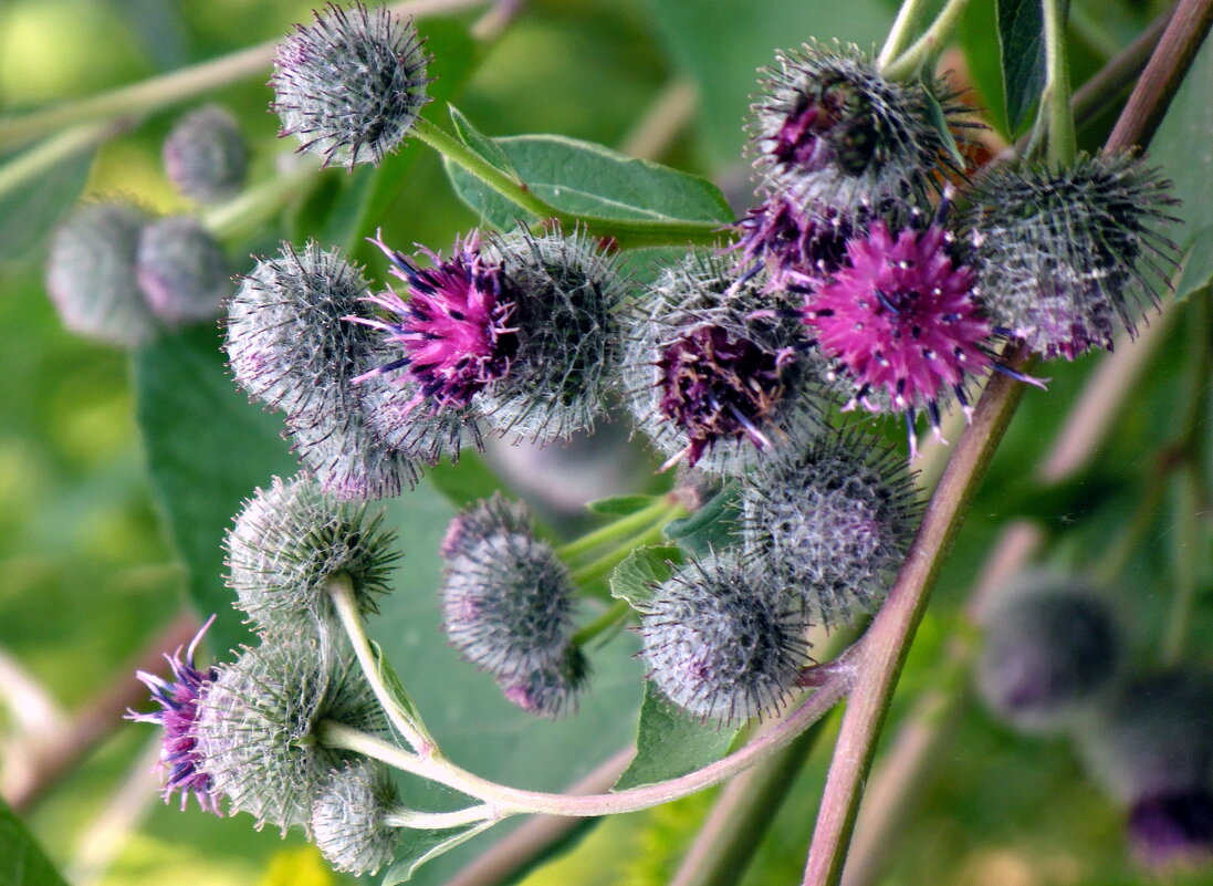 Репейник. - nadyasilyuk Вознюк