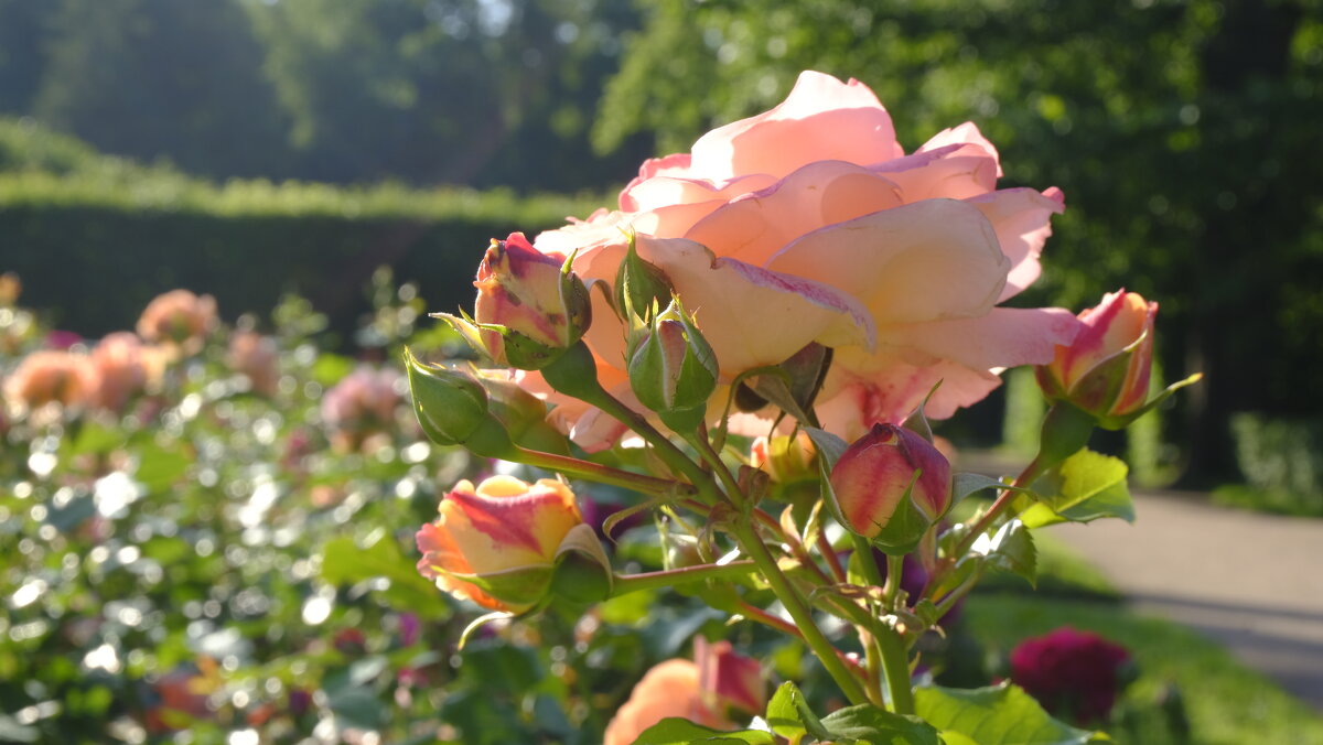 Утренняя роза - Олег Зоркий Утренняя роза - Олег Зоркий