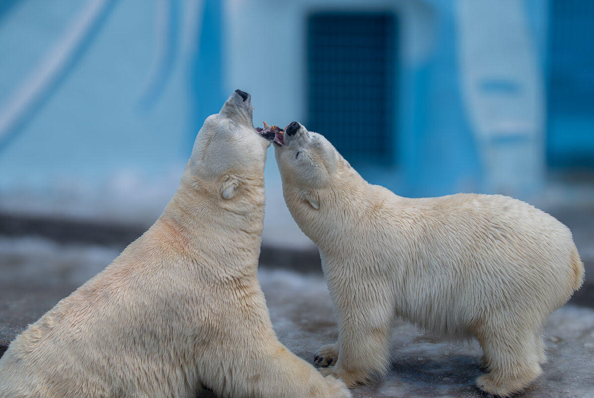 Кай и Герда - Михаил Измайлов