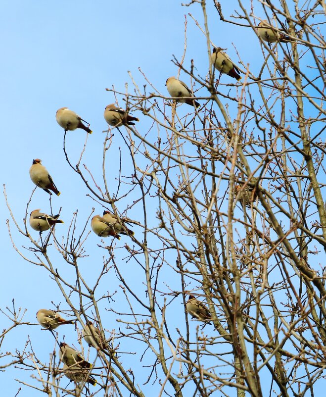 Стая свиристелей - Андрей Снегерёв