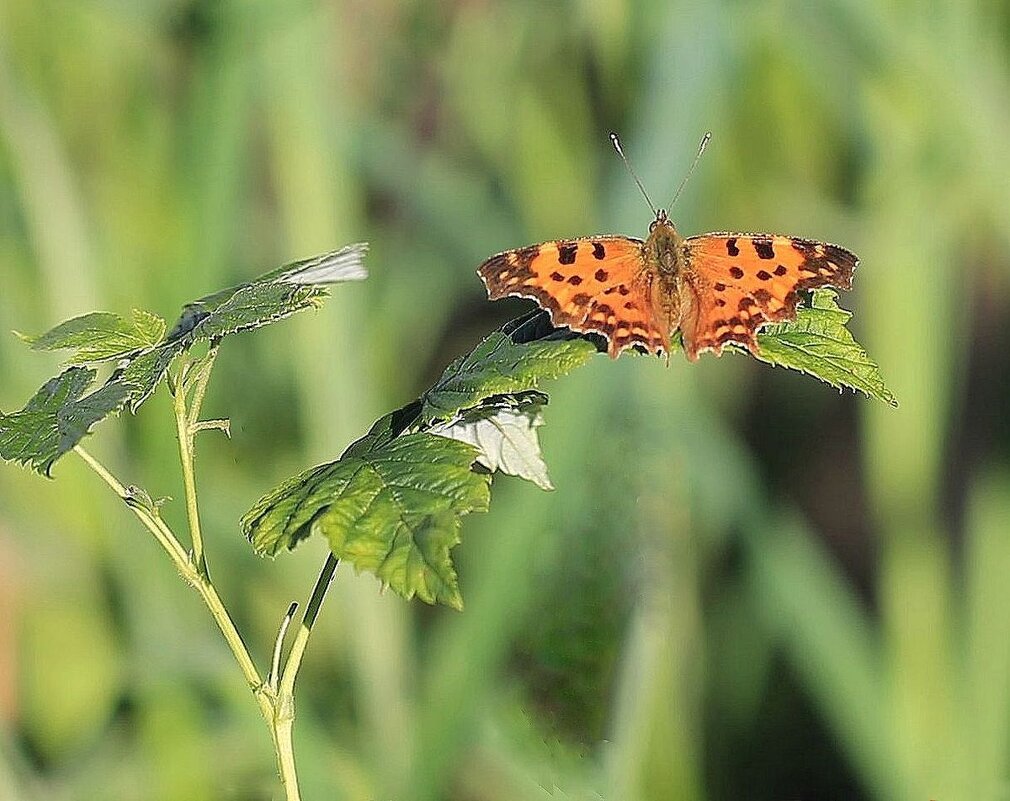 Бабочка - ZNatasha -