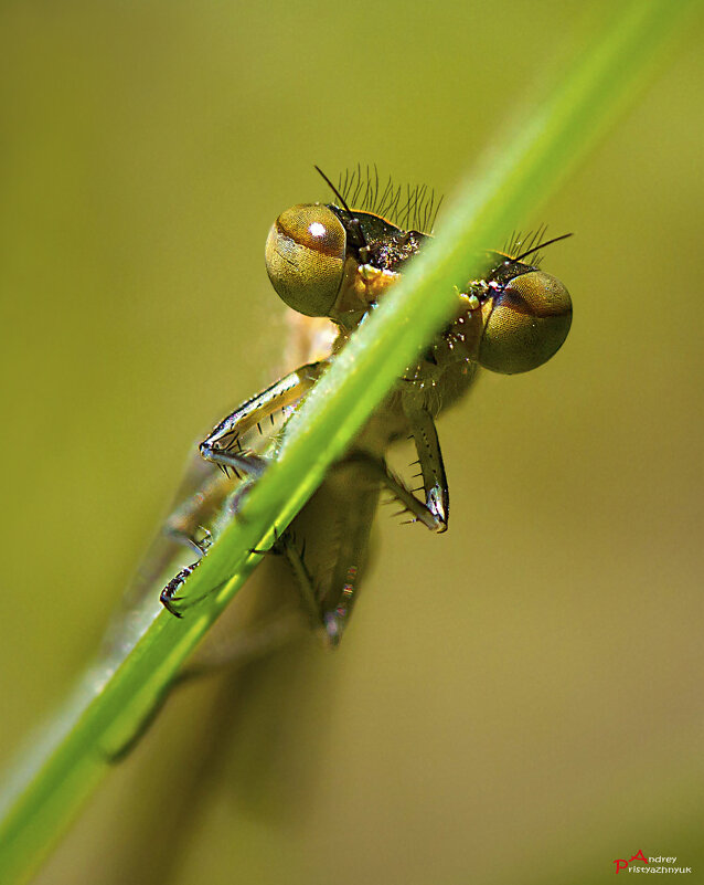 Взгляд... - Андрей Пристяжнюк