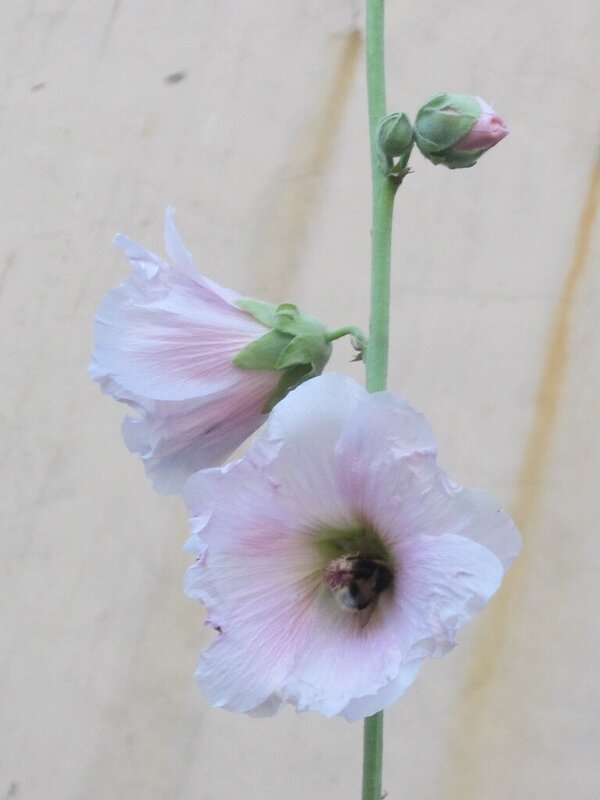 Мальва - Дмитрий Никитин