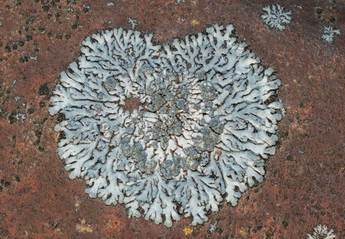 Фисция сизая в форме сердечка - Дарья Меркулова Фисция сизая в форме сердечка - Дарья Меркулова