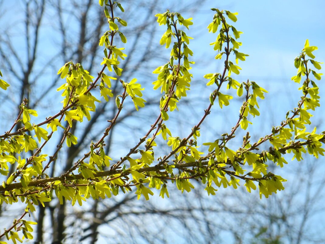Форзиция - Татьяна Львова