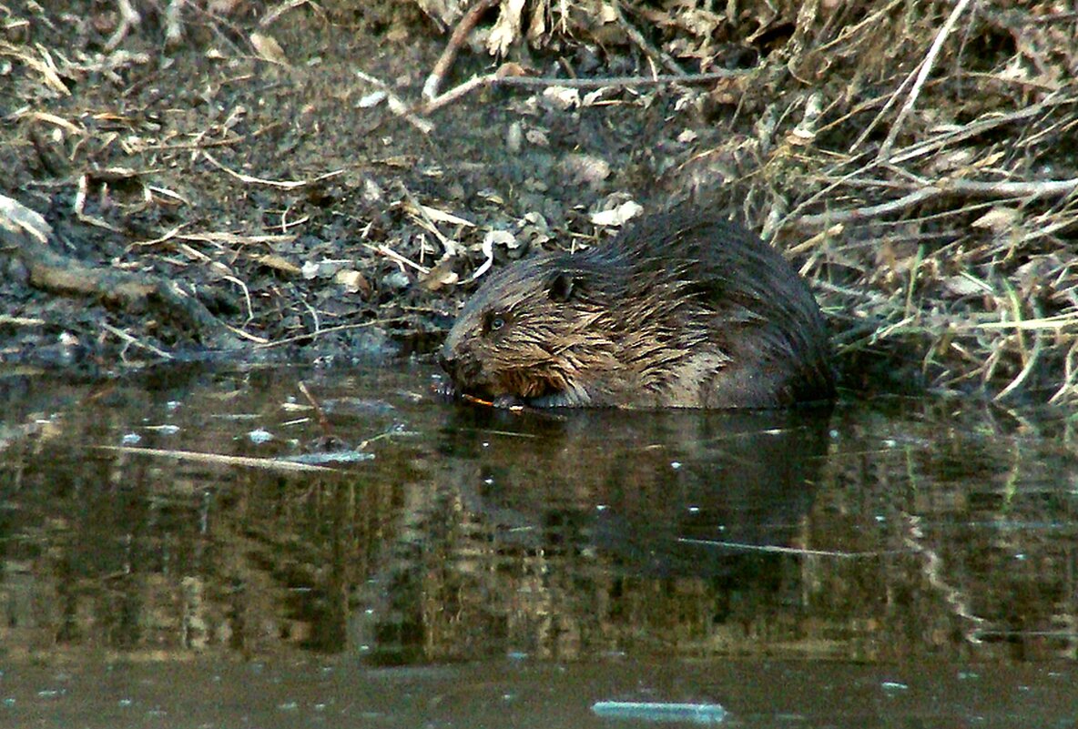 бобренок - gawrilа - dan