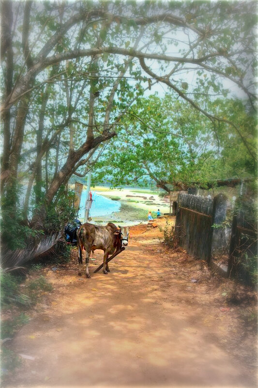 Бык-гулёна.. - AZ east3