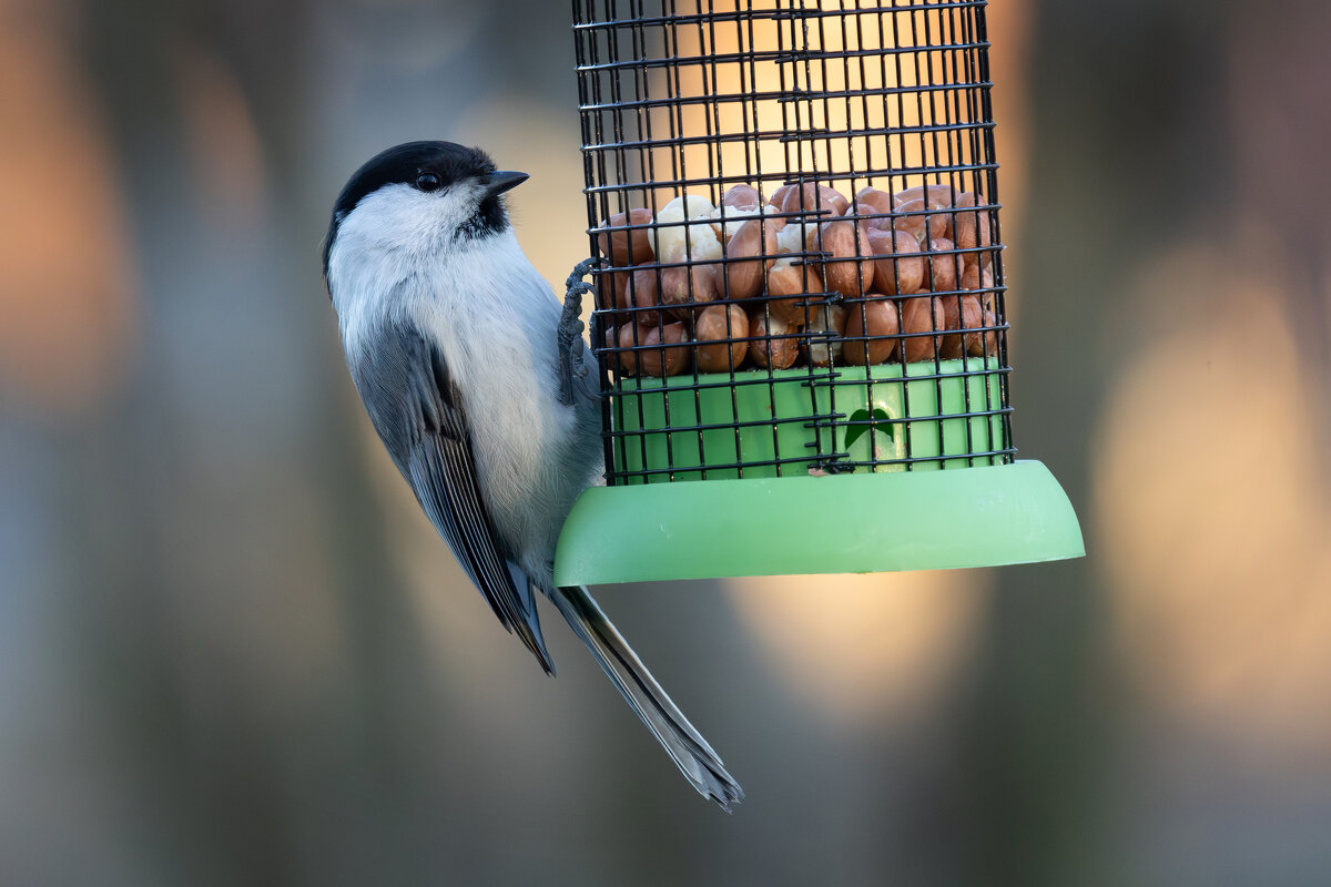 *** - Сергей Брюшинин