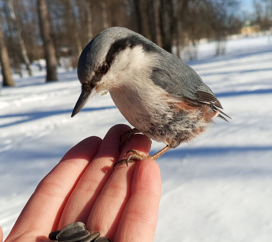 Поползень - Сапсан 
