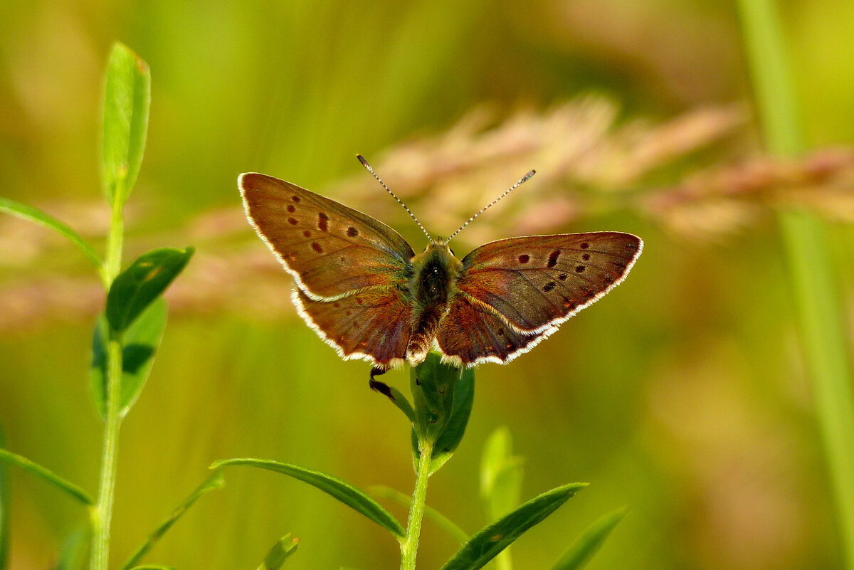опять про бабочек 481 - Александр Прокудин