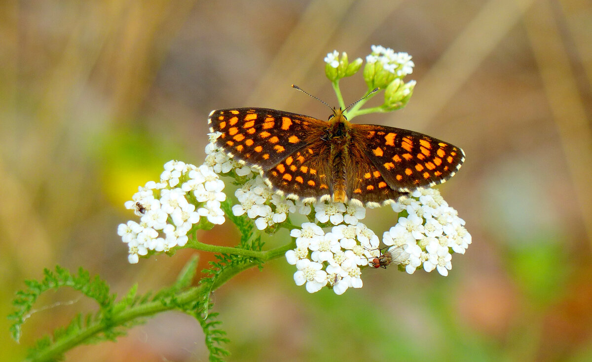 опять про бабочек 483 - Александр Прокудин