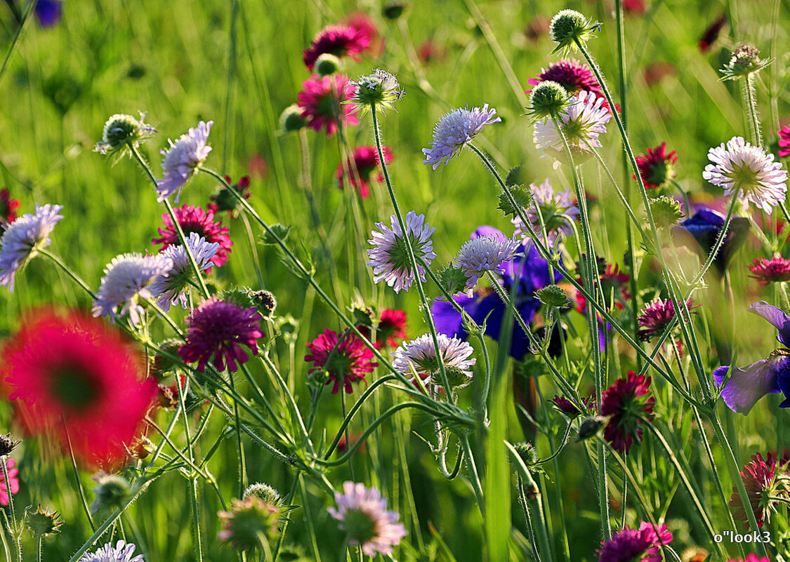 они на радость нам даны - Олег Лукьянов