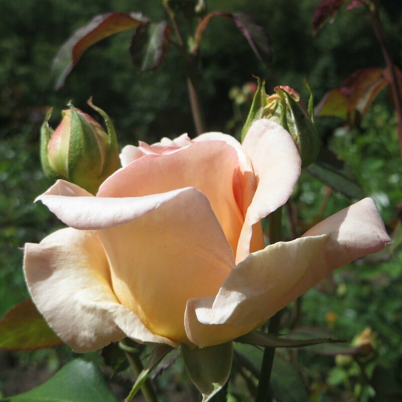 роза - марта Камушкина роза - марта Камушкина