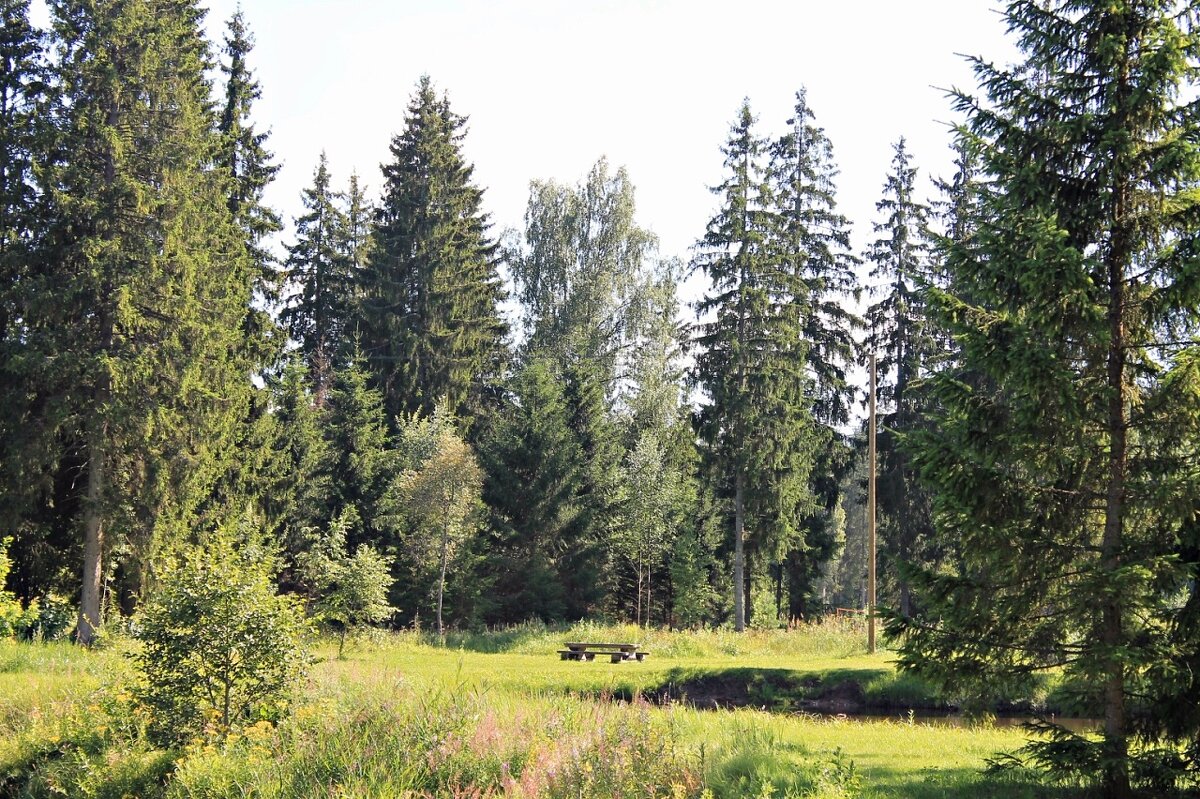 лес - марта Камушкина лес - марта Камушкина