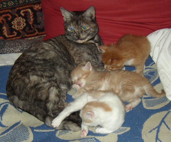 Моя Кисулька и её котята - Андрей Лукьянов