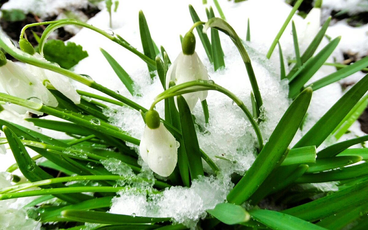 Цветы из-под снега. - Милешкин Владимир Алексеевич 