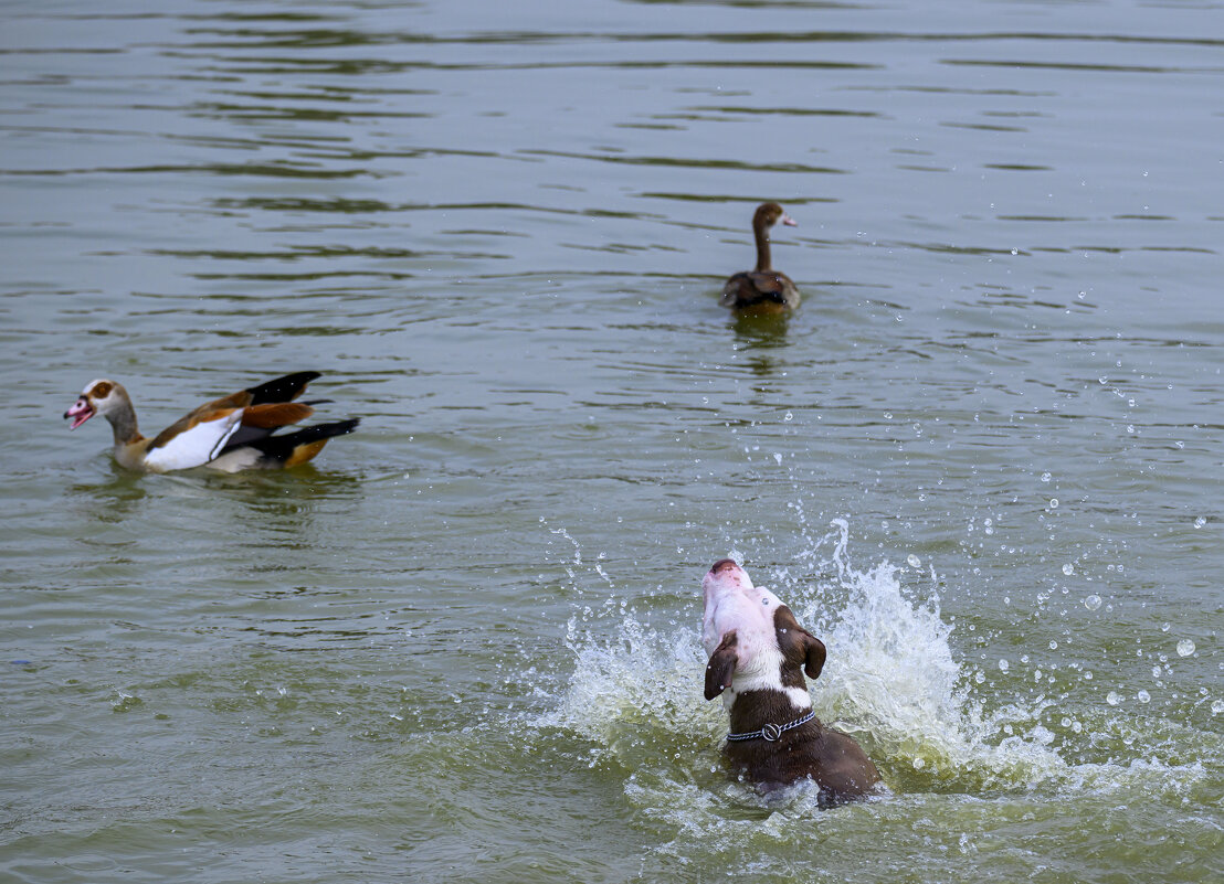 как за птичками ходил... (серия) - Осень как за птичками ходил... (серия) - Осень