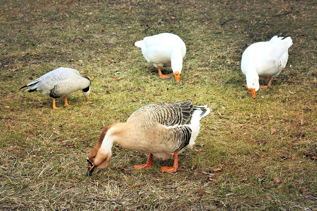 Весна, уже пасутся гуси.. - Татьяна Помогалова Весна, уже пасутся гуси.. - Татьяна Помогалова