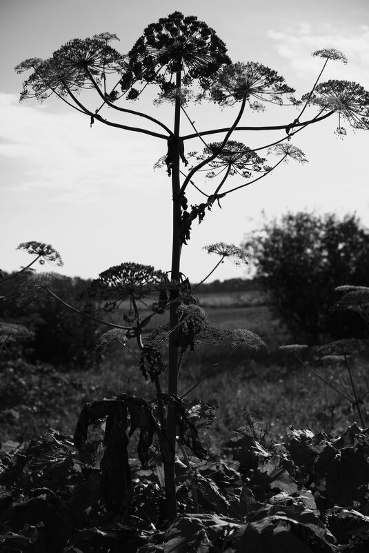 Название отсутствует - Денис Безногов Название отсутствует - Денис Безногов