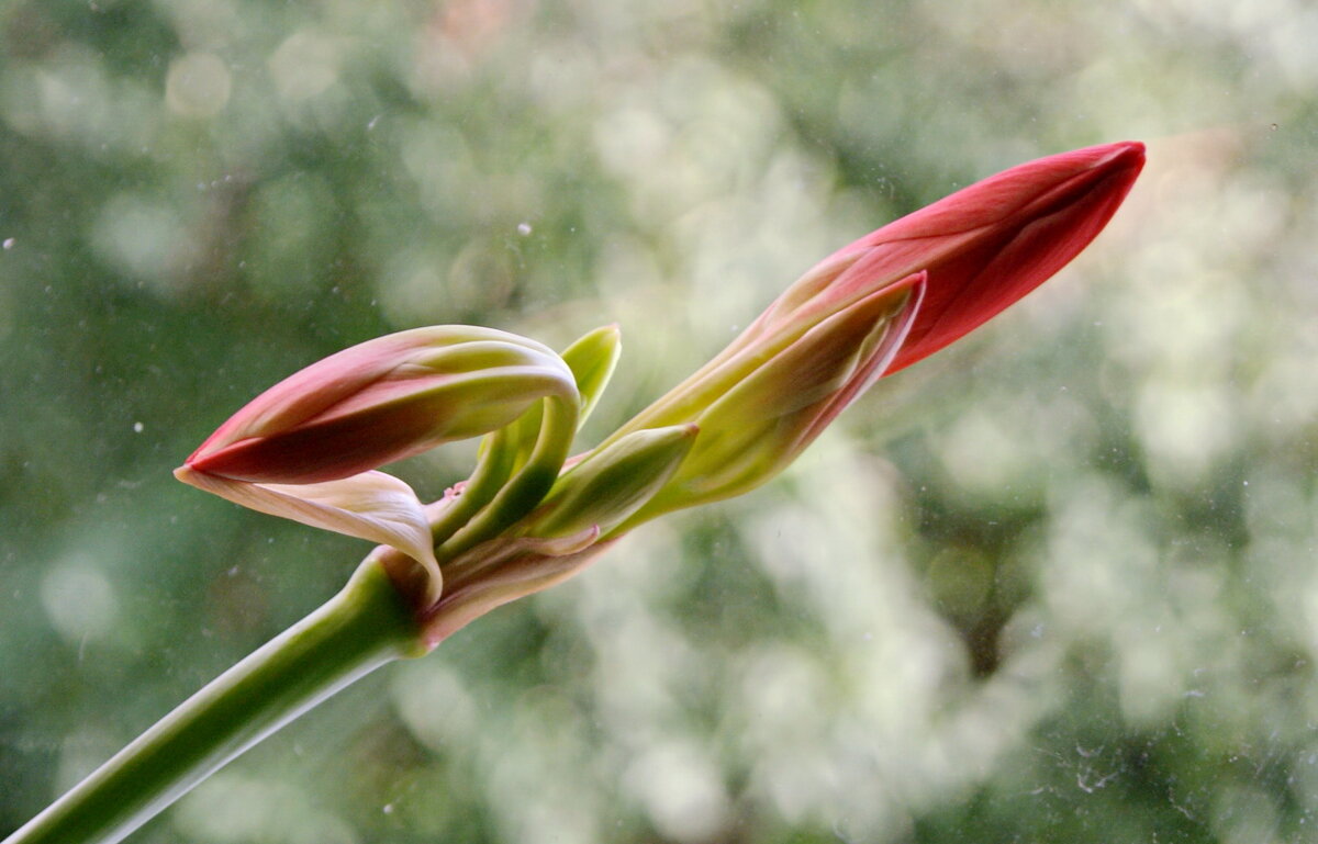 Бутоны валлоты. - сергей ермошкин