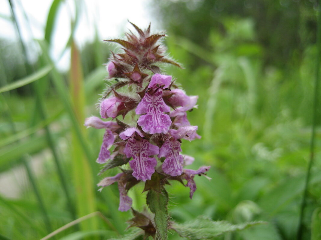 Чистец болотный - Anna Ivanova