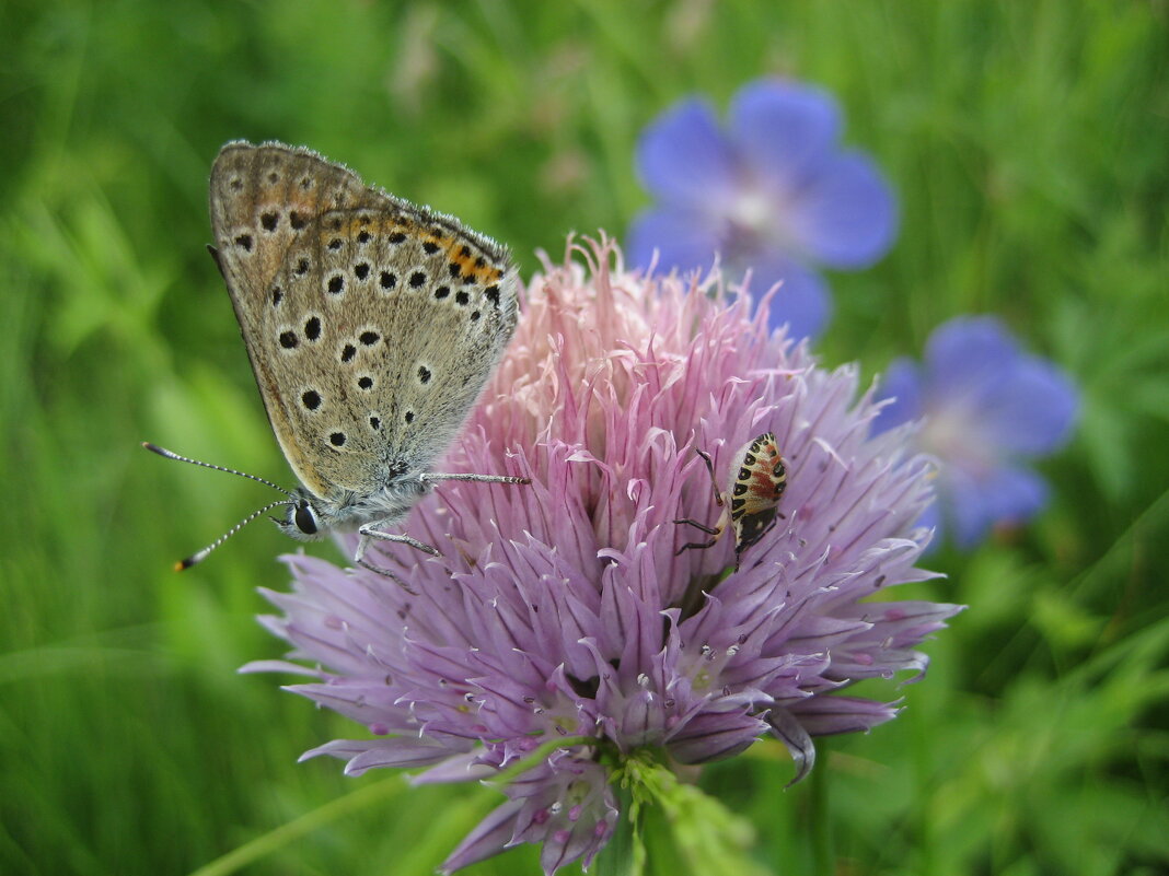 Голубянка и молодой щитник - Anna Ivanova Голубянка и молодой щитник - Anna Ivanova