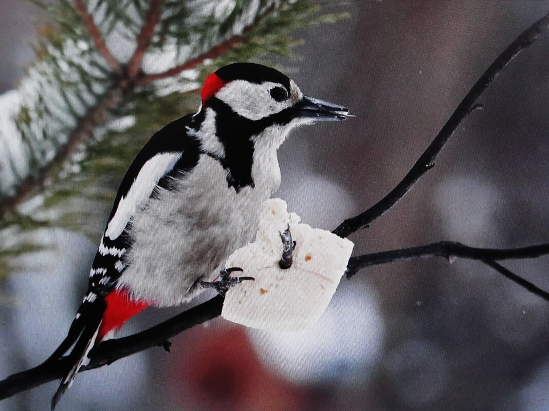 Сало нашёл - Людмила Смородинская