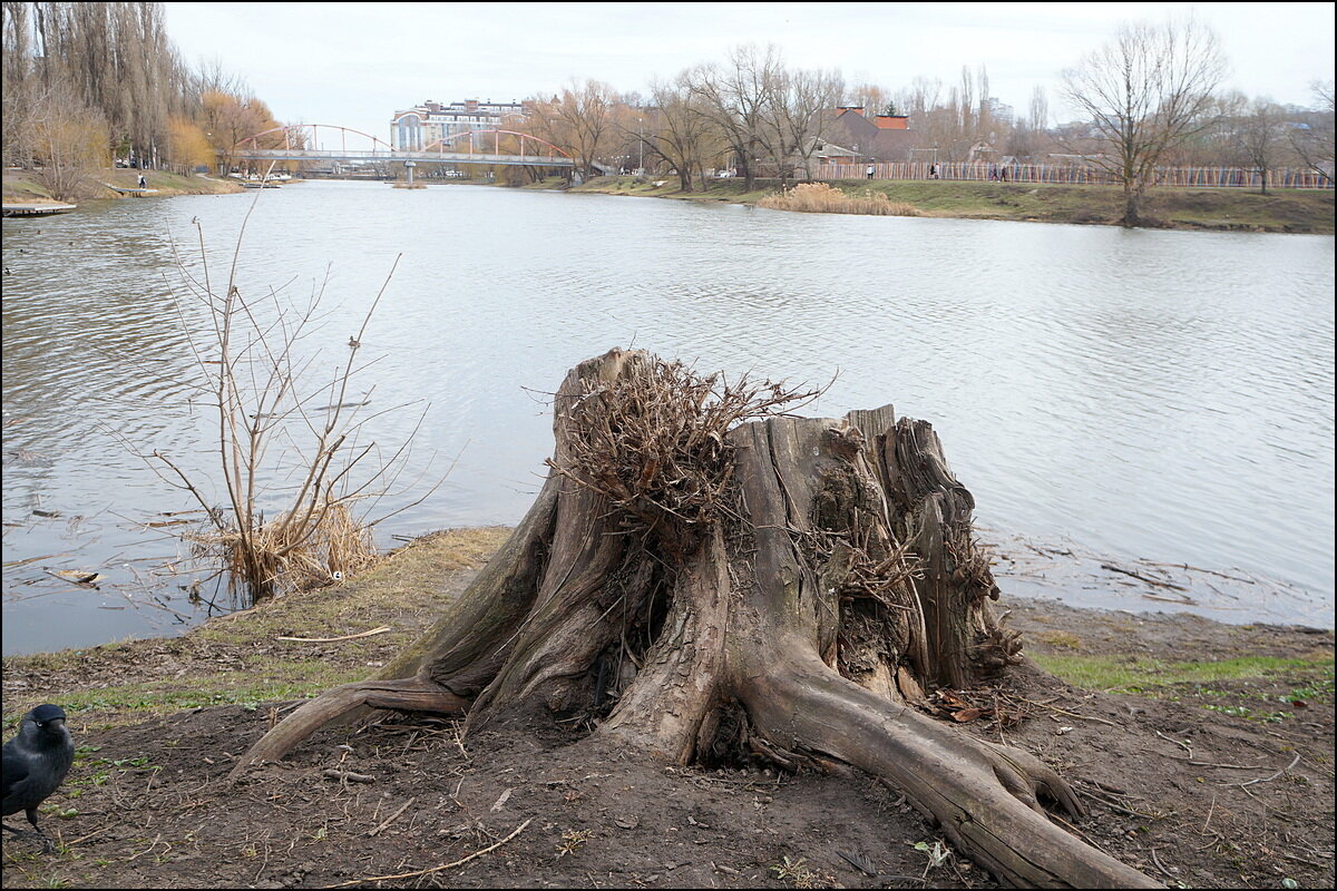 Старый пень - Сеня Белгородский