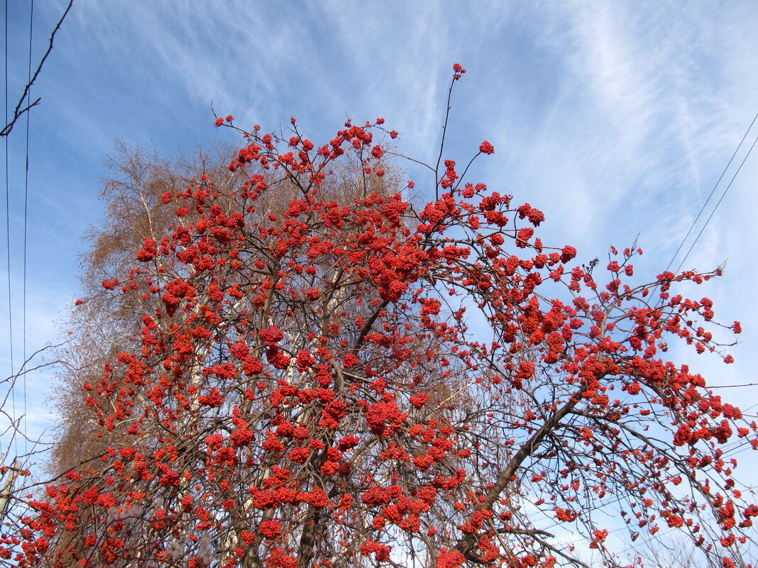 такой разный ноябрь - Елена Шаламова такой разный ноябрь - Елена Шаламова